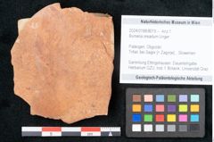 Foto (Objekt + Etikett) von Bumelia oreadum Unger (NHMW-GEO-2024-0188-8015)